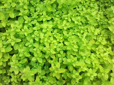 Spice marjoram herb