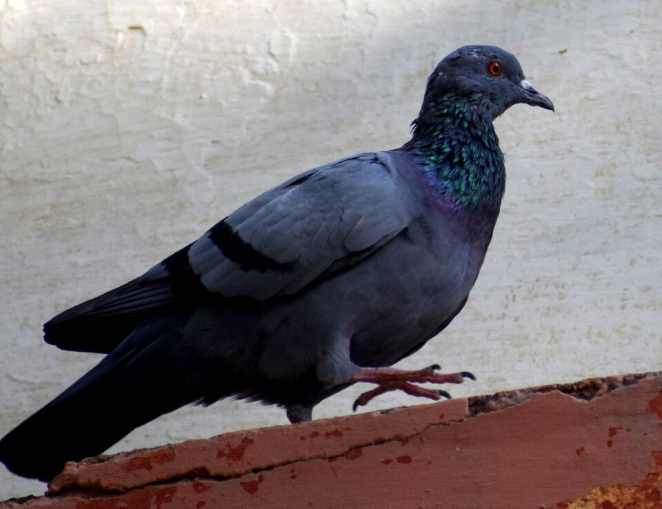 Birds nature