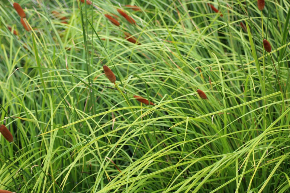 Straws blades of grass plant