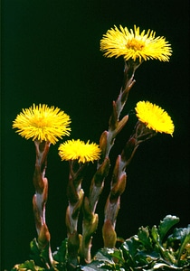 Blossom bloom yellow photo