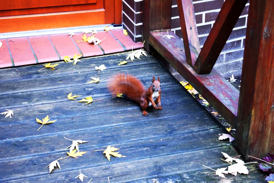 Kita animal walnut