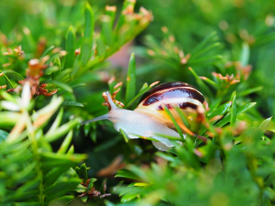 Mollusk animal nature