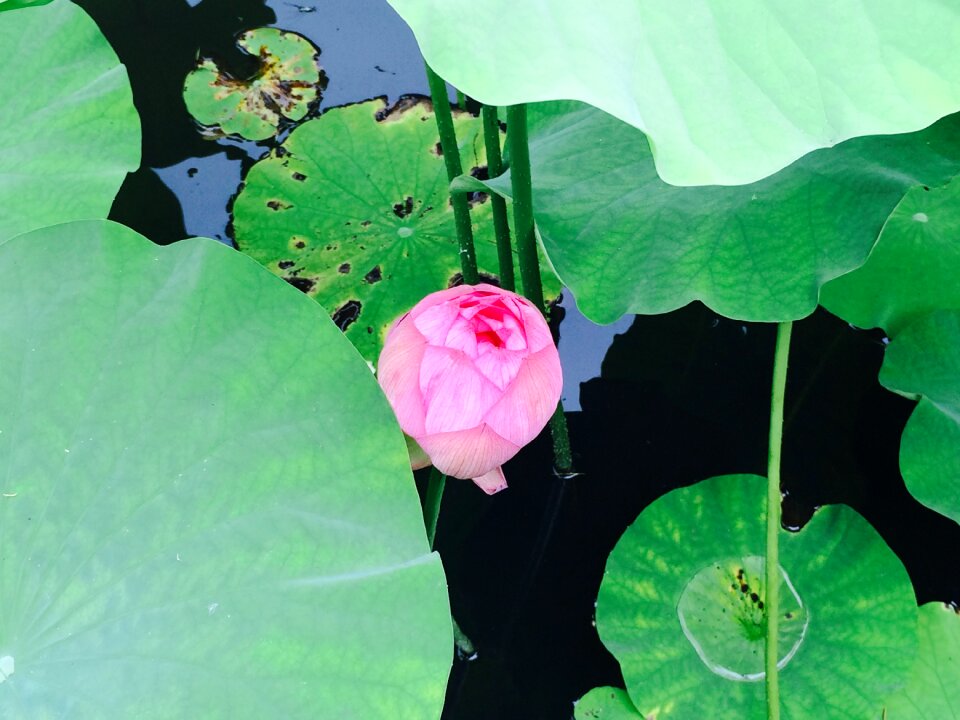 Lotus flowers water surface