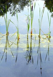 Marsh plant typha tube piston greenhouse