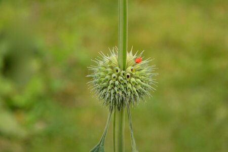 Plant flowering country