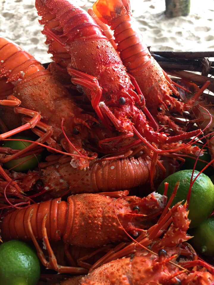Lobsters the fruit of the sea food