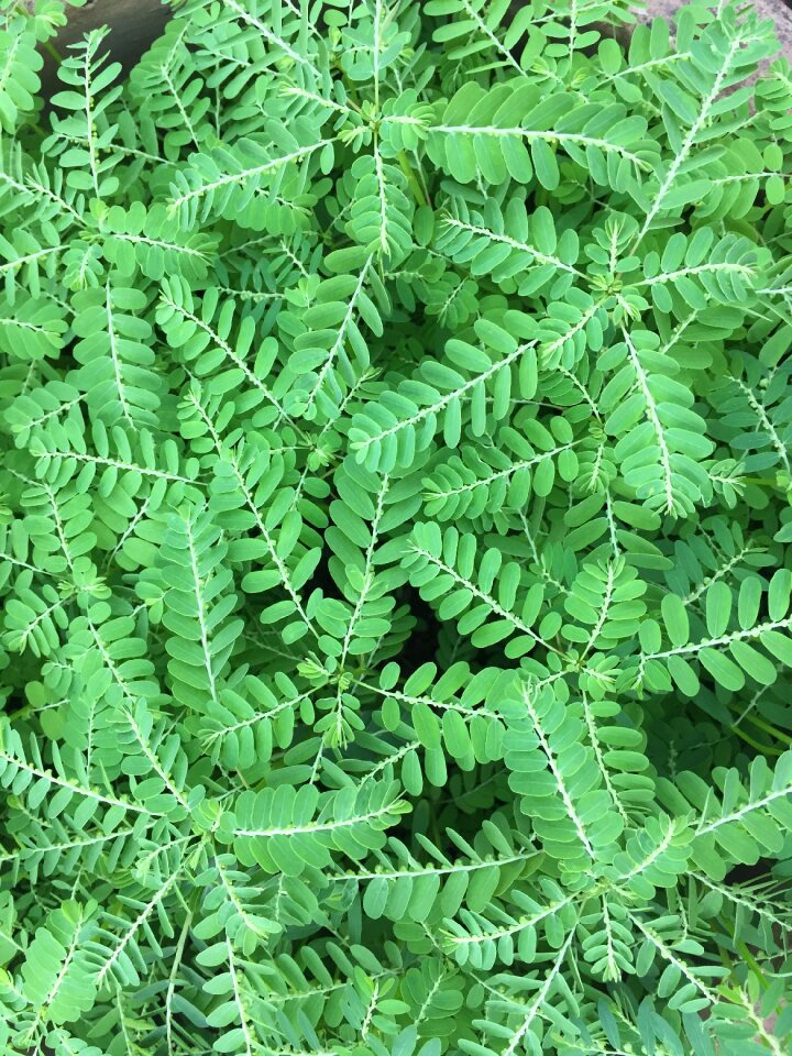 Grass mimosa green