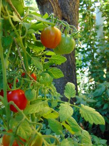 Crop fresh healthy