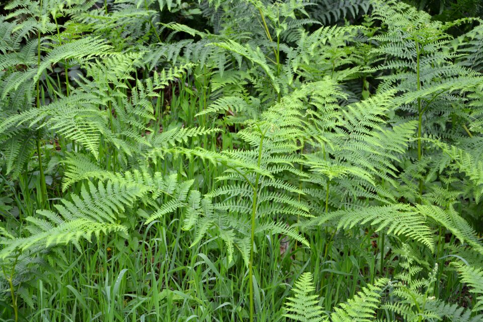 Foliage tree fern vegetation