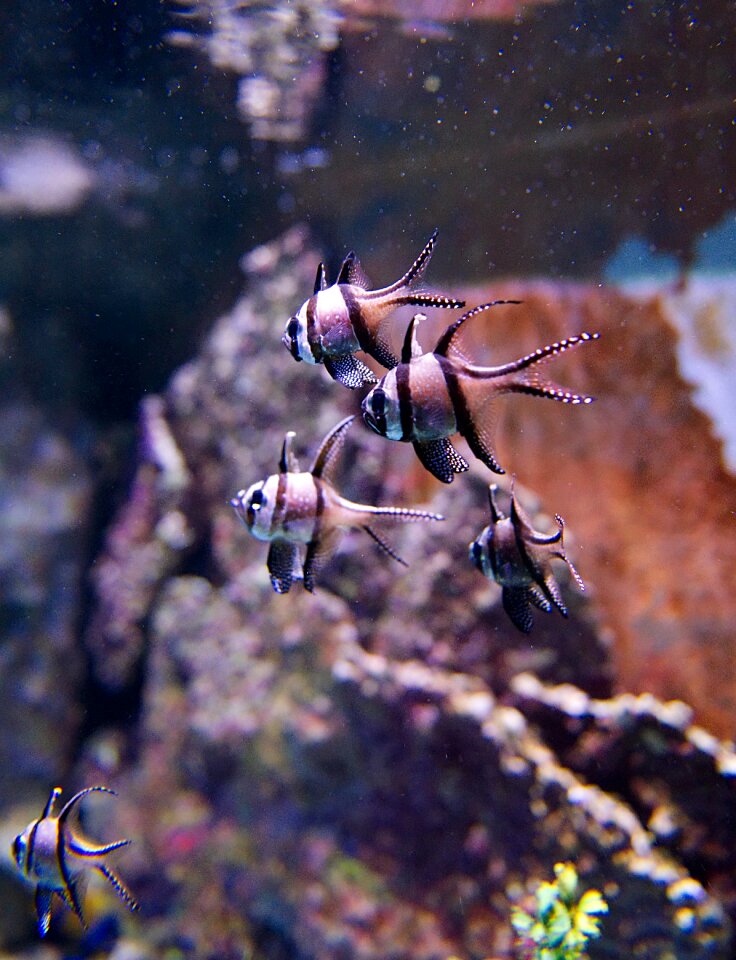 Water animal