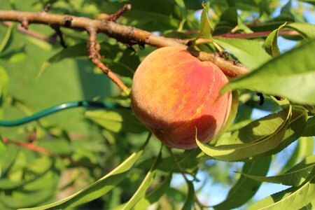 Peach on the tree flowering tree garden