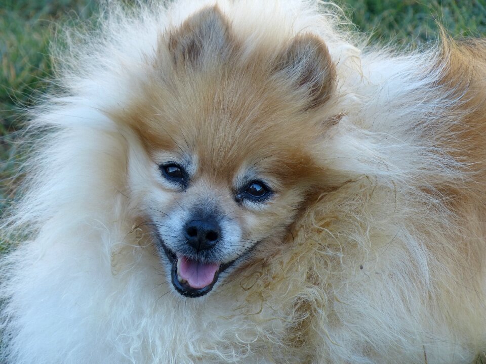 Face smiling dog pom