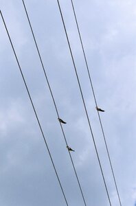 Wiring roost