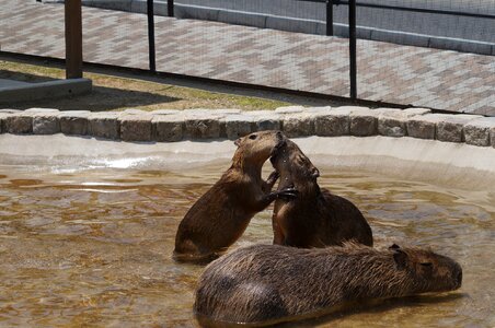 Capybara harvest hills my