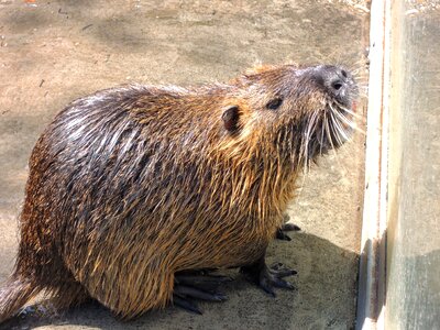 Water wet zoo