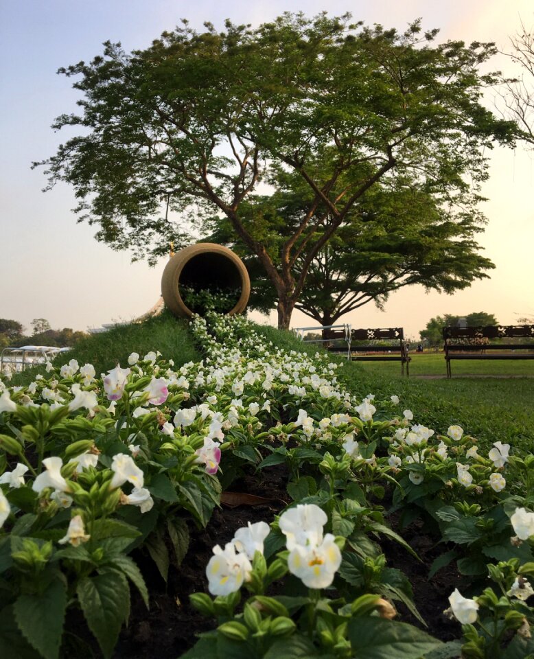 Suan luang parks flowers