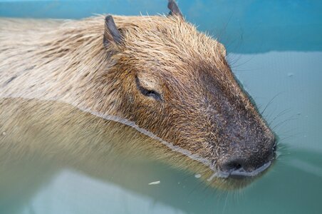 Capybara harvest hills my