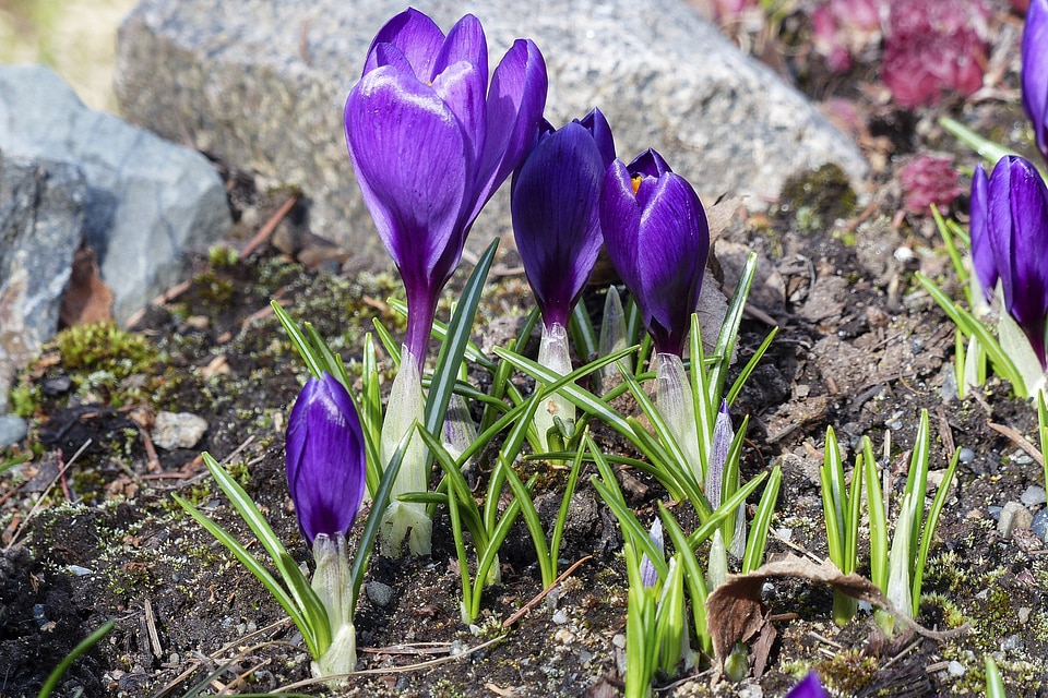 Flower nature spring