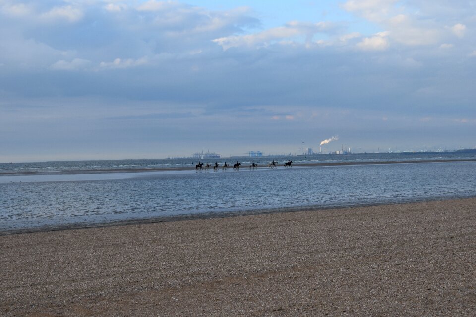 Horses sky horizon
