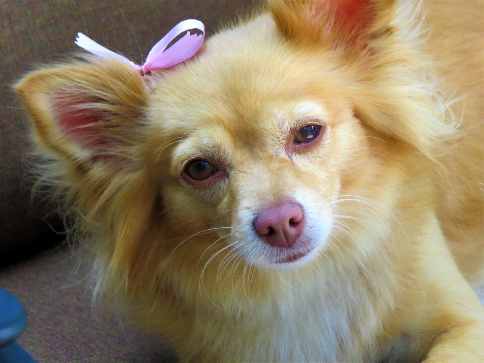 Brown pet
