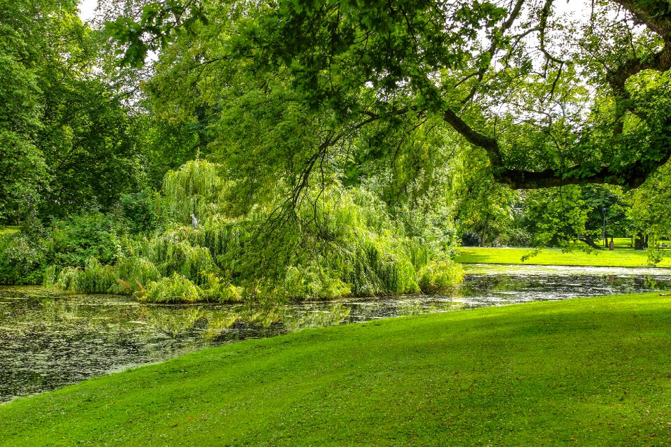 Grass nature fresh