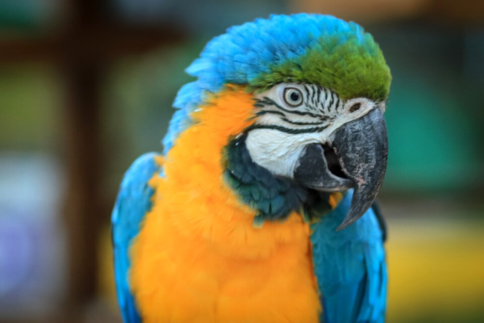 Parrot animal tropical bird photo