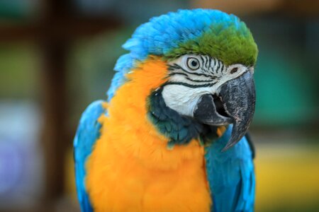 Parrot animal tropical bird photo