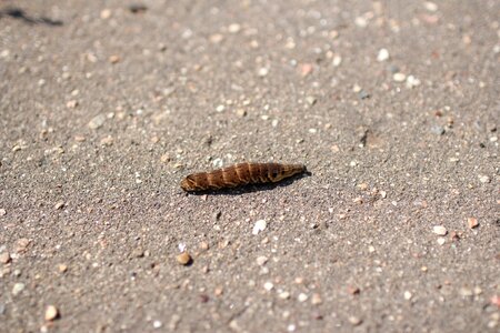 Butterfly large caterpillar nature