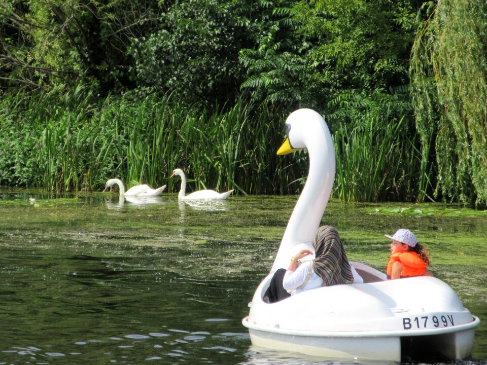 Tegeler see berlin swans