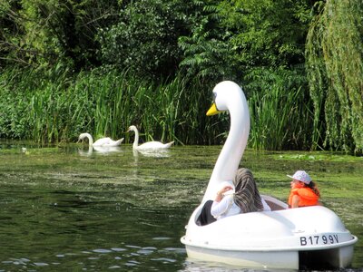 Tegeler see berlin swans photo