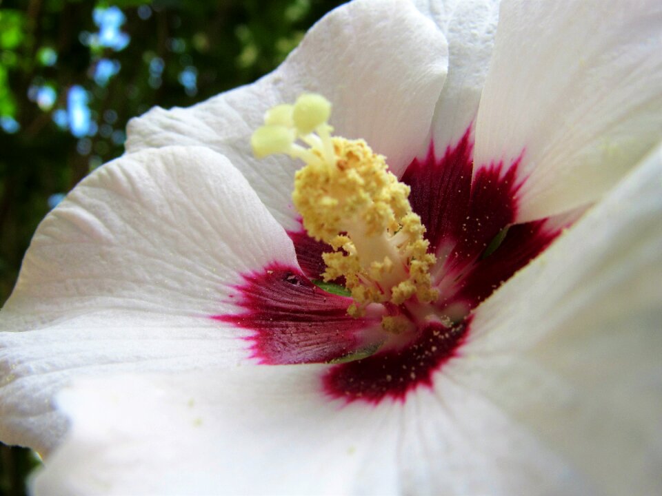 Sharon beautiful flower