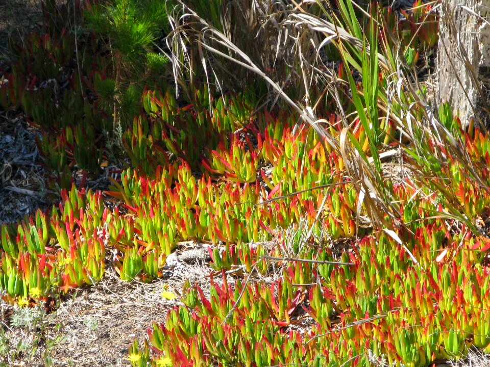 Plant shore flower