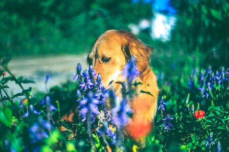 Puppy canine mutt photo