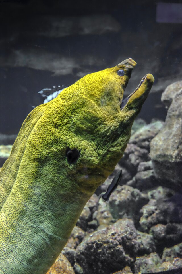 Moray eel green large