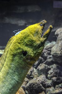 Moray eel green large