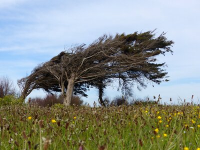 Leaning tree nature landscape