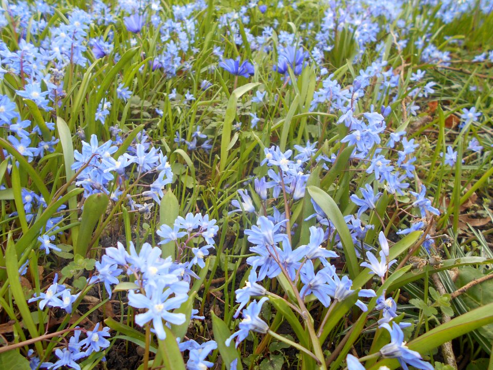 Nature green spring flowers