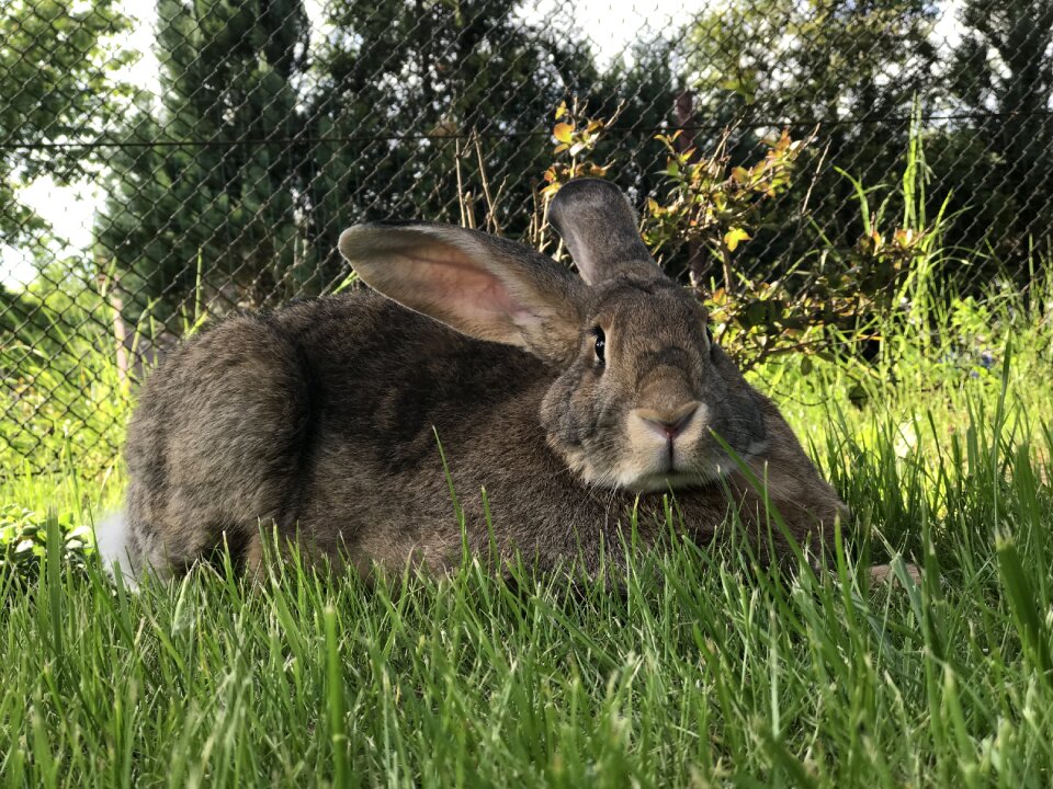 Grass animal green