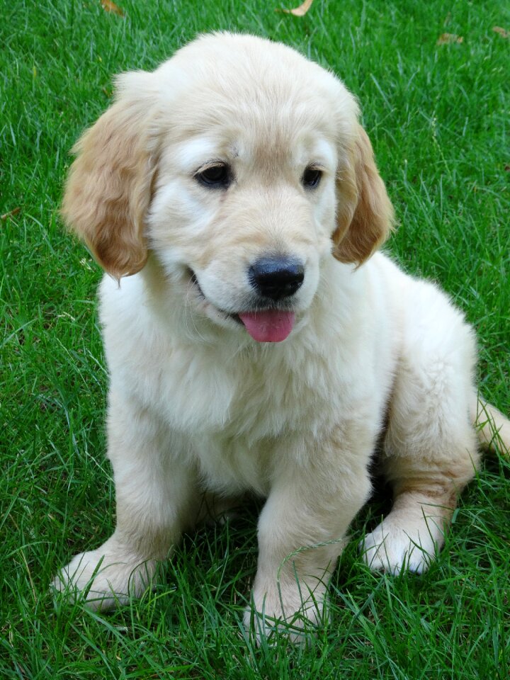 Animal domestic animal beige