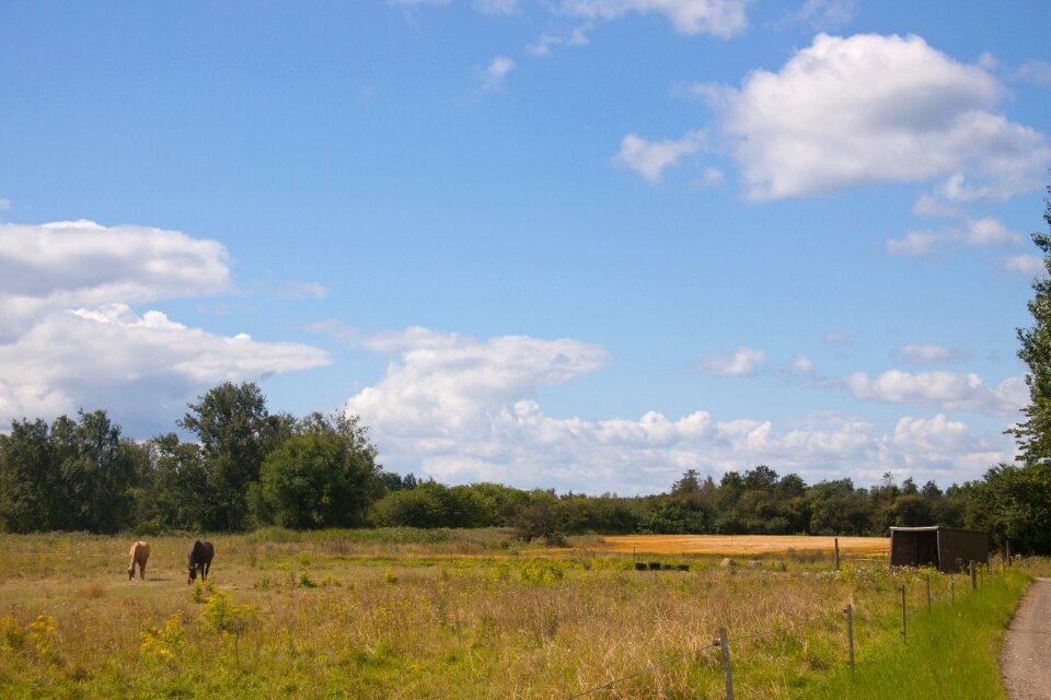 Sums vegetation trees photo