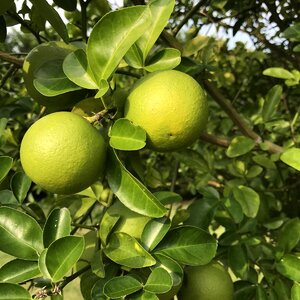 Food tree citrus