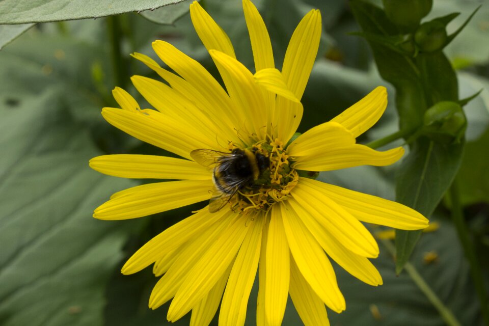 Nature flower close up