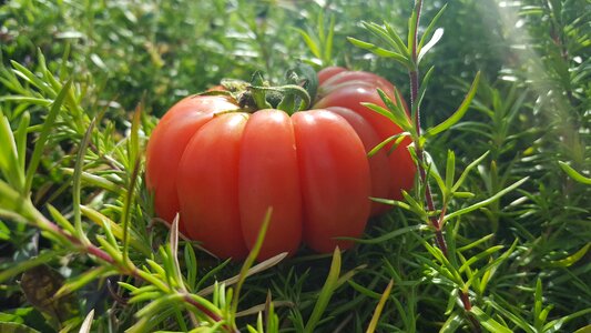 Vegetarianism greenhouse red