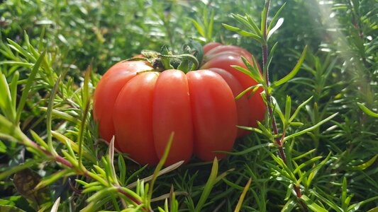 Vegetarianism greenhouse red photo