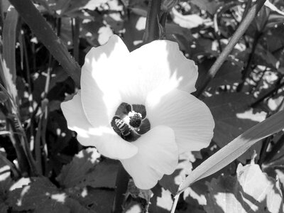 Nature white flower white flowers photo