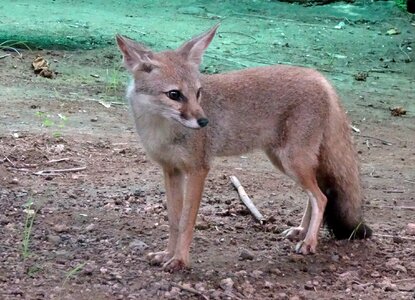 Indian fox mammal animal photo