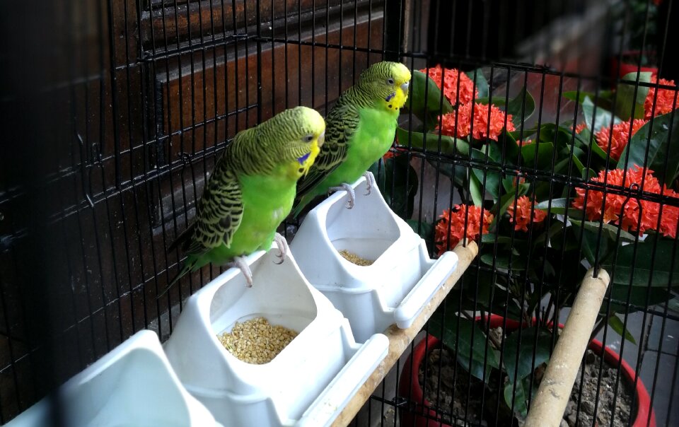 Prisoners parrot wait and see