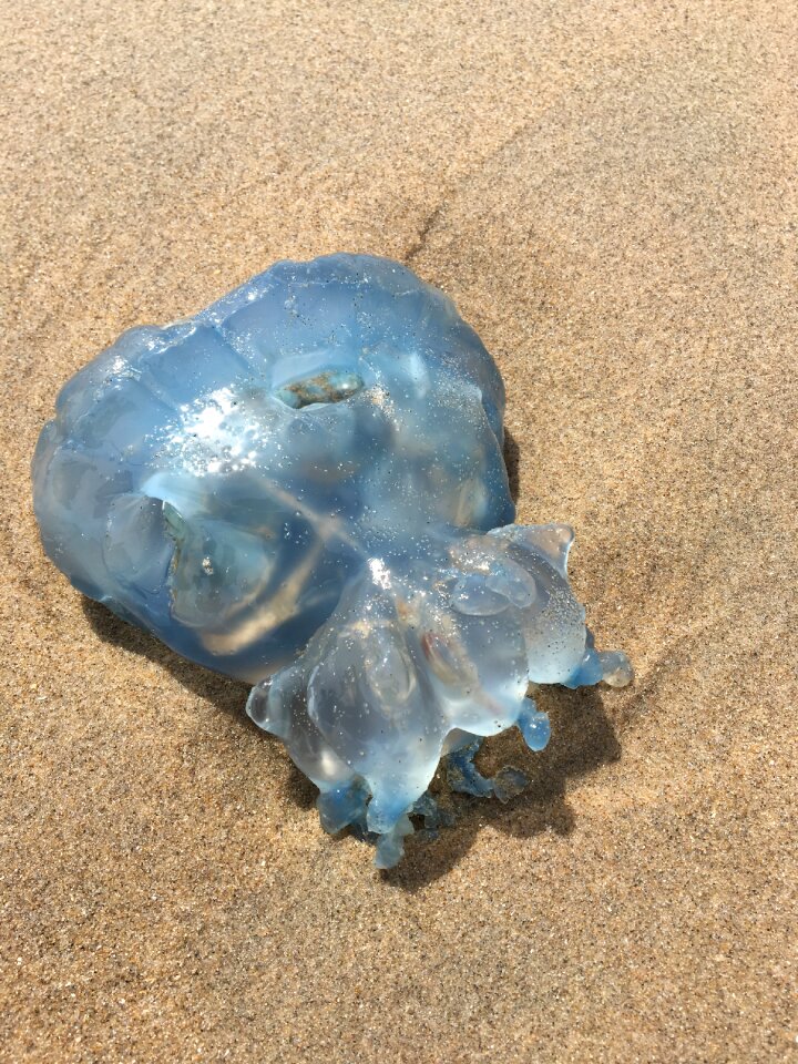 Animal washed up sea photo