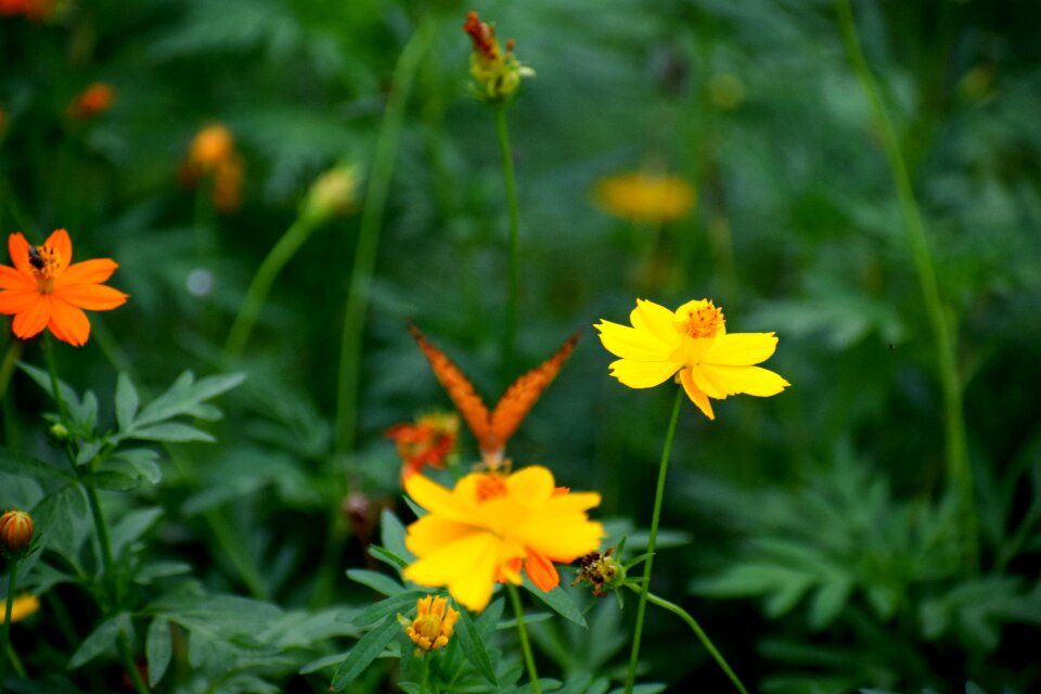 Plant green summer