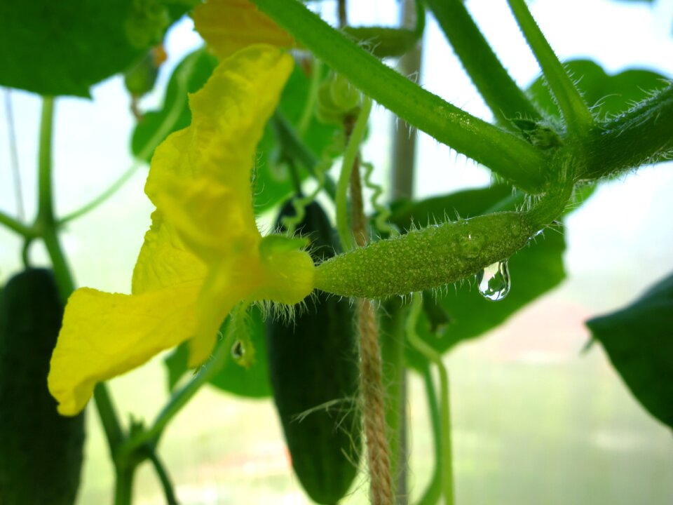 Harvest vegetable garden food